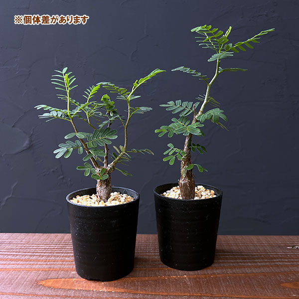 園芸ネット本店｜センナ：メリディオナリス（実生株） 2号鉢植え* の