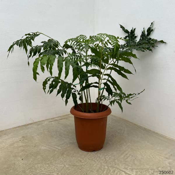 園芸ネット本店｜シダ：リュウビンタイ 7号鉢植え の通販【公式】