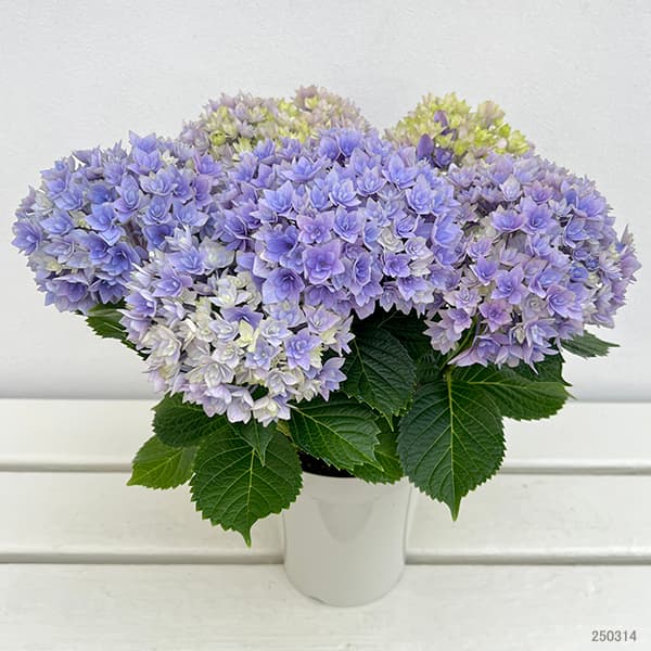 園芸ネット本店｜アジサイ：鬼ヶ島（オニガシマ）ブルー4号鉢植え の