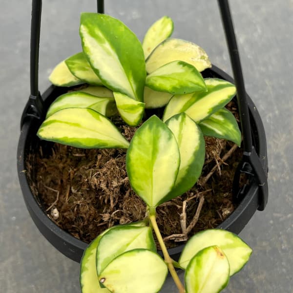 園芸ネット本店｜ホヤ：ヘウスケリアナ バリエガータ（斑入り） 2.5号