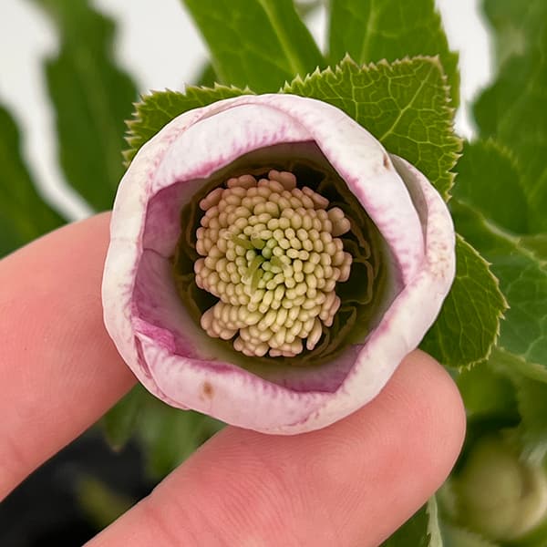 園芸ネット本店｜大和園さんのクリスマスローズ：25-16パステリッシュ