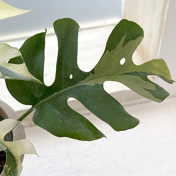 園芸ネット本店｜モンステラ：ヒメモンステラ 斑入り 4号25-01 の通販