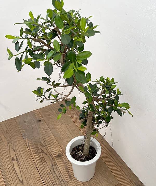 園芸ネット本店｜ガジュマル：センカクガジュマル 7号鉢植え** の通販