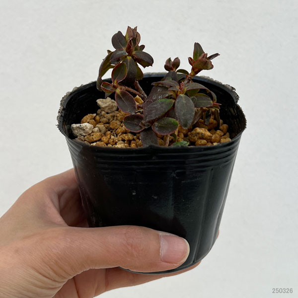 園芸ネット本店｜ツツジ：屋久島姫ハイヒカゲツツジ 3号ポット の通販