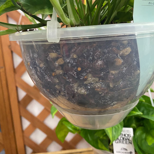 園芸ネット本店｜ポトス：エメラルド 6号吊り鉢（ネガミエルエアー