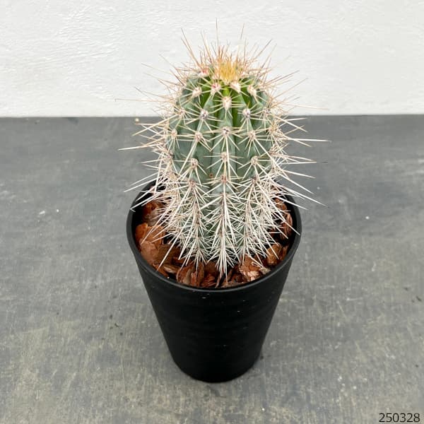 園芸ネット本店｜サボテン：武倫柱（ブリンチュブウ）4号鉢植え の通販