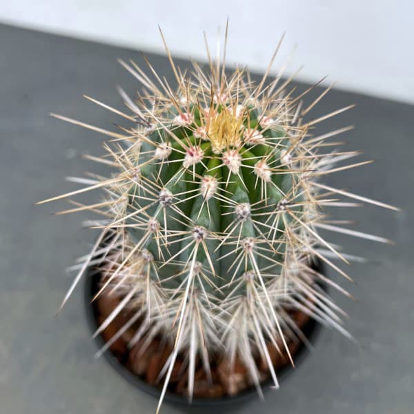 園芸ネット本店｜サボテン：武倫柱（ブリンチュブウ）4号鉢植え の通販