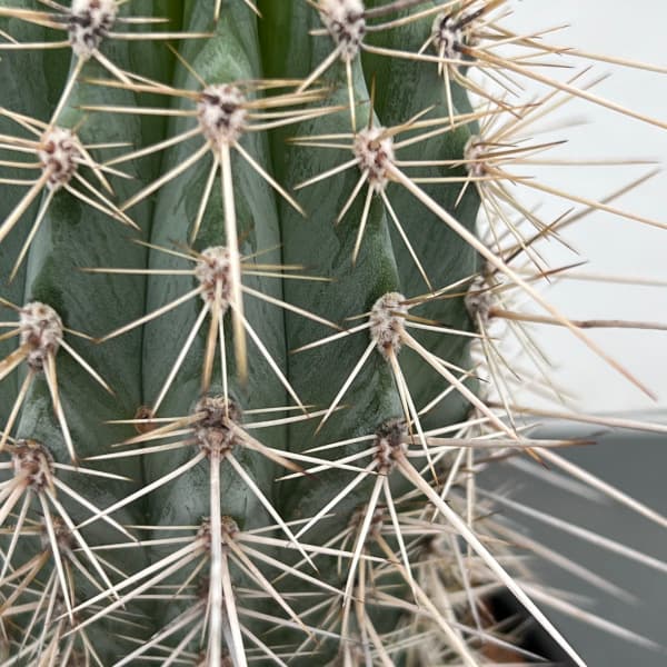 園芸ネット本店｜サボテン：武倫柱（ブリンチュブウ）4号鉢植え の通販