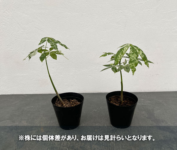 園芸ネット本店｜パキラ：ミルキーウェイ（実生株） 3.5号ポット の