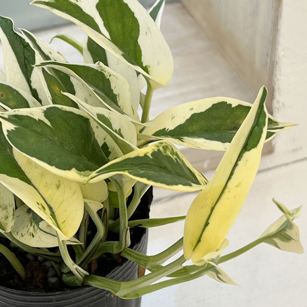 園芸ネット本店｜ポトス：エクセレント 2.5号ポット の通販【公式】