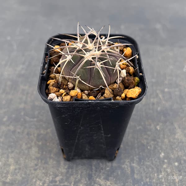 園芸ネット本店｜サボテン：ギムノカリキウム 天平丸 2.5号鉢植え の