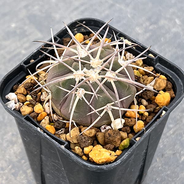 園芸ネット本店｜サボテン：ギムノカリキウム 天平丸 2.5号鉢植え の