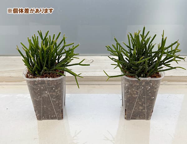 園芸ネット本店｜リプサリス：バーケリー 3.5号ネガミエル×ねこチップ