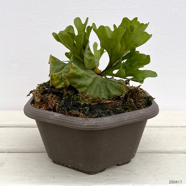 園芸ネット本店｜ビカクシダ（コウモリラン）：リドレイ 25-02 の通販