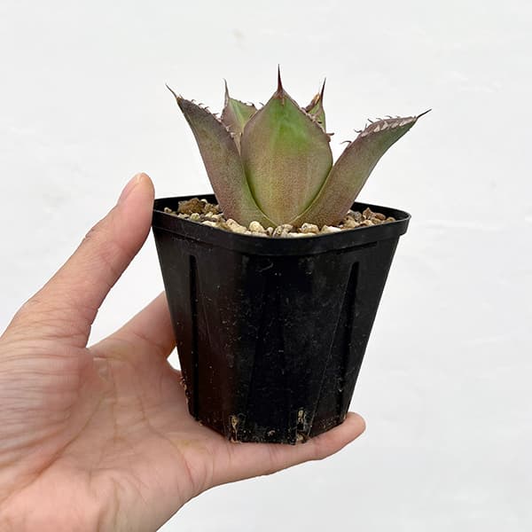 園芸ネット本店｜アガベ：チタノタ ノーネーム 3号ポット の通販【公式】