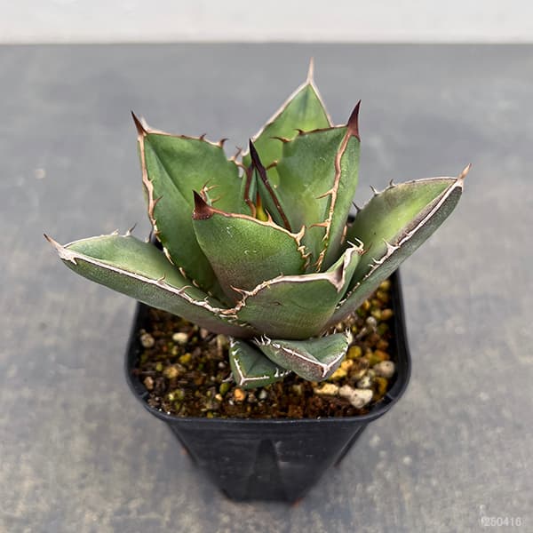 園芸ネット本店｜アガベ：オテロイ 3号ポット* の通販【公式】