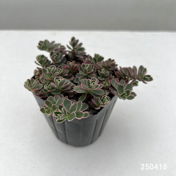 園芸ネット本店｜セダム：トリカラー 3号ポット* の通販【公式】