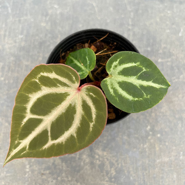 園芸ネット本店｜アンスリウム（原種）：レッドクリスタリナム×ピンク