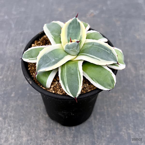 園芸ネット本店｜アガベ：メリコ錦（クリームスパイク）3号鉢植え の