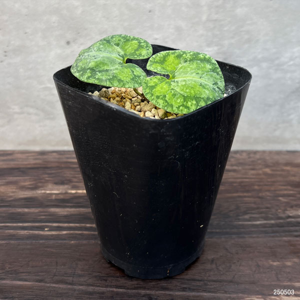 園芸ネット本店｜カンアオイ（寒葵）：雪月花（セツゲッカ）3号ポット