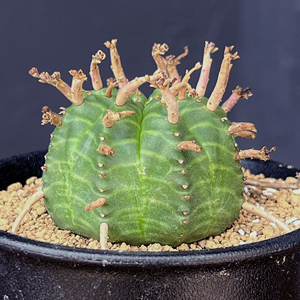 園芸ネット本店｜ユーフォルビア：スーパーバリダ（メス株） 3号鉢植え