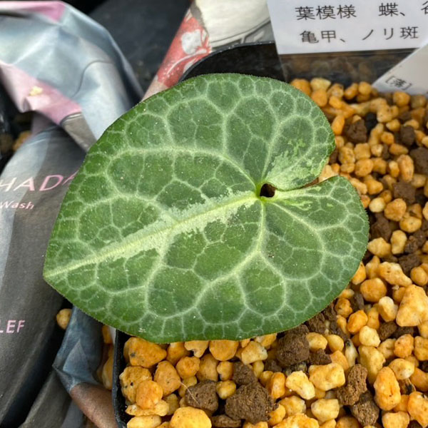 園芸ネット本店｜カンアオイ（寒葵）：六歌仙（ロッカセン）3号ポット