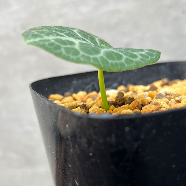 園芸ネット本店｜カンアオイ（寒葵）：六歌仙（ロッカセン）3号ポット