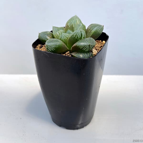 園芸ネット本店｜ハオルチア：大型紫オブツーサ 2.5号鉢植え の通販