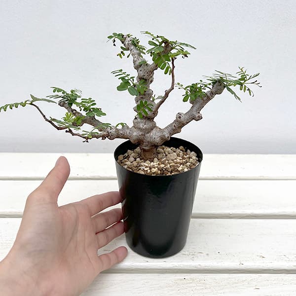 園芸ネット本店｜センナ：メリディオナリス 3号25-02 の通販【公式】