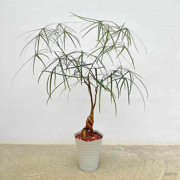 園芸ネット本店｜ブラキキトン（ボトルツリー）：ルペストリス 7号25