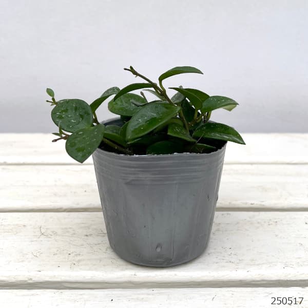 園芸ネット本店｜ホヤ：マチルダ（セルペンス×カルノーサ） 3号ポット