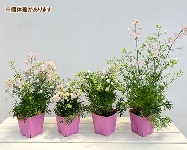 RYU】宿根デルフィニウム さくらひめの種と千鳥草の種ミックス RYU様