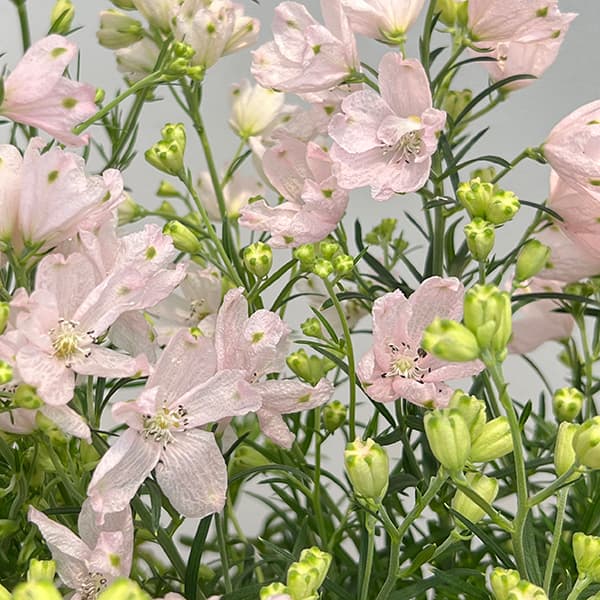 RYU】宿根デルフィニウム さくらひめの種と千鳥草の種ミックス RYU様