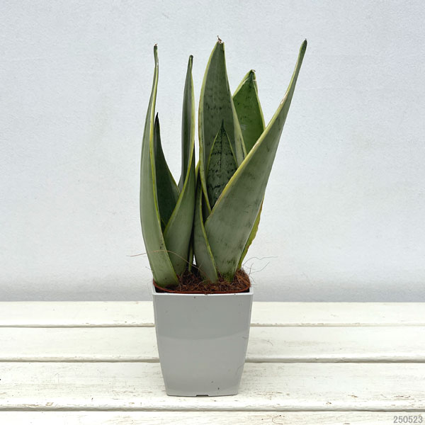園芸ネット本店｜サンセベリア：ホワイトスノー 4号鉢植え の通販【公式】
