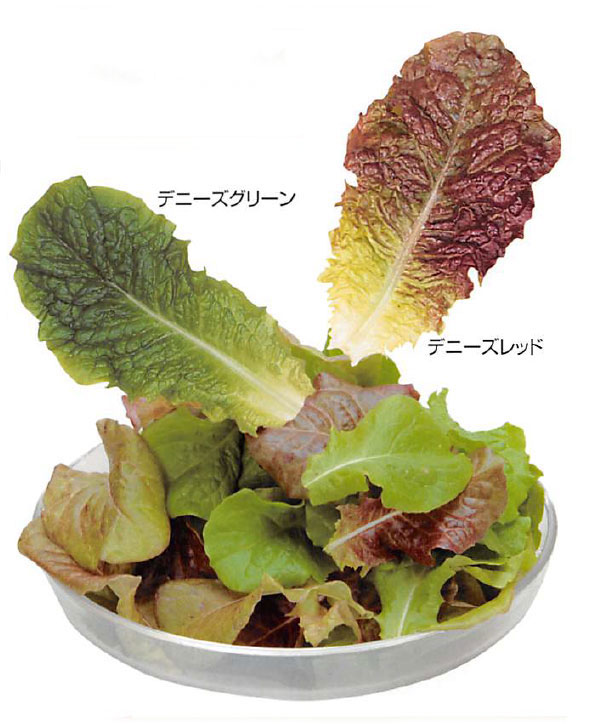 園芸ネット本店｜リーフレタス：デニーズレッドの苗10連パック 2個