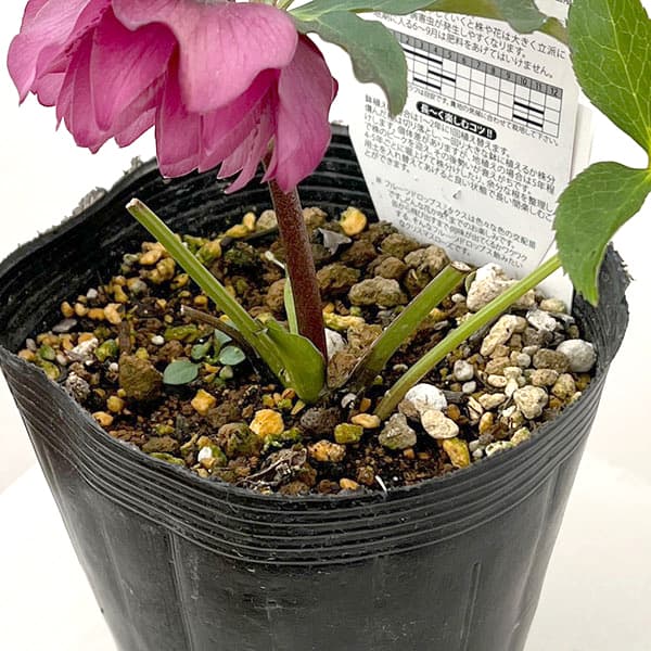 ♡松村ナーセリー♡ベビーピンクダブル フルーツドロップス 園芸ネット