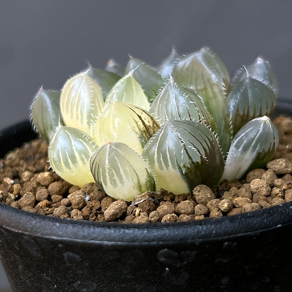 園芸ネット本店｜ハオルチア：白銀レンズオブツーサ錦 2.5号鉢植え の