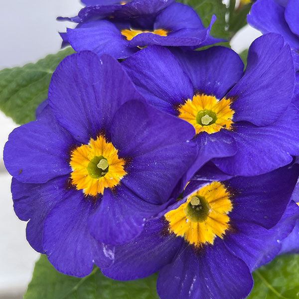 園芸ネット本店｜プリムラ：巨大輪・ブルー系4号ポット の通販【公式】