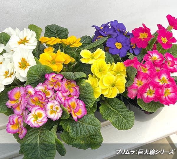 園芸ネット本店｜プリムラ：巨大輪・ブルー系4号ポット の通販【公式】