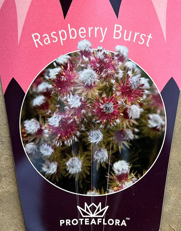 園芸ネット本店｜セルリア（ジョーイセルリア）：ラズベリーバースト 5