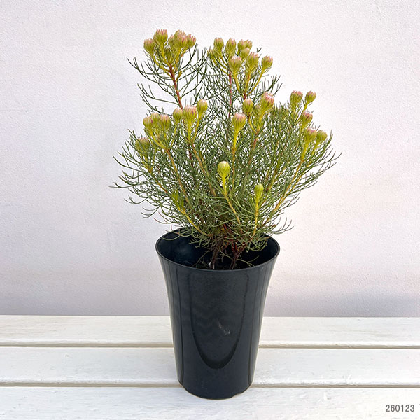 園芸ネット本店｜セルリア（ジョーイセルリア）：ラズベリーバースト 5