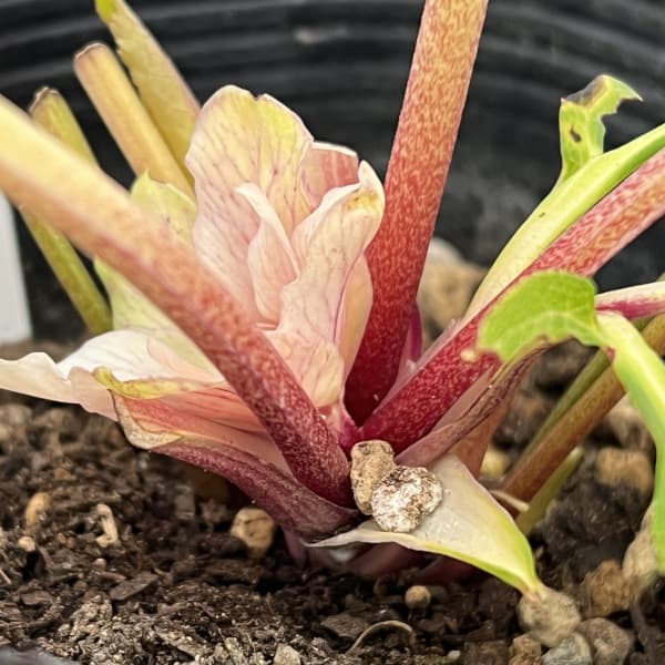 園芸ネット本店｜曽田園芸さんのクリスマスローズ：26-26金色冬牡丹4号