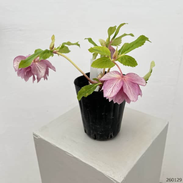 園芸ネット本店｜曽田園芸さんのクリスマスローズ：26-26金色冬牡丹4号