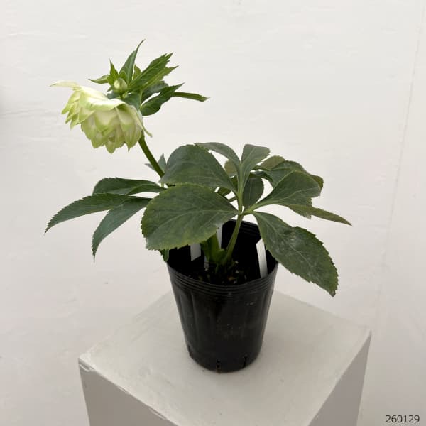 園芸ネット本店｜曽田園芸さんのクリスマスローズ：26-30利休A4号