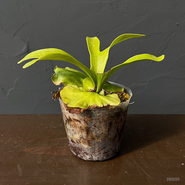 園芸ネット本店｜ビカクシダ（コウモリラン）：コロナリウム 3号ポット