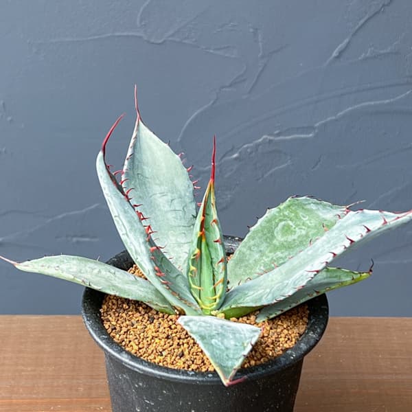 園芸ネット本店｜アガベ：フレキシスピナ 3号鉢植え の通販【公式】