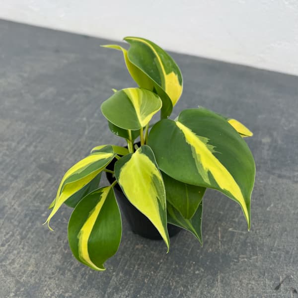 園芸ネット本店｜フィロデンドロン：オキシカルジウム ブラジル 2.5号