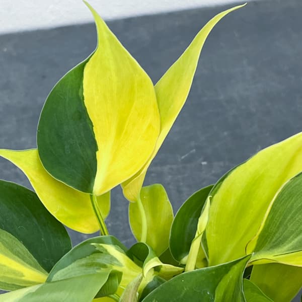 園芸ネット本店｜フィロデンドロン：オキシカルジウム ブラジル 2.5号