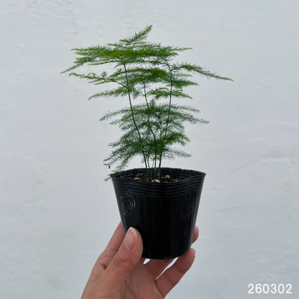 園芸ネット本店｜アスパラガス：プルモーサス ナナス 2.5号ポット の