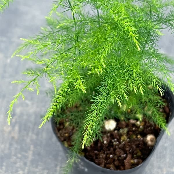 園芸ネット本店｜アスパラガス：プルモーサス ナナス 2.5号ポット の